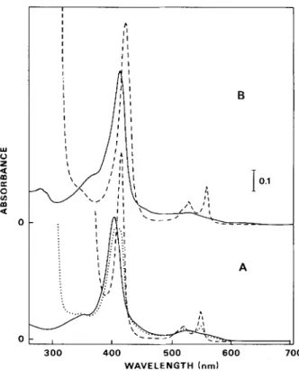 Fig.  1.  Absorption  spectru  of'cytochvomesfrom  W.  succinogenes.  (A)  The  low-potential  c-type:  (-)  oxidized;  (