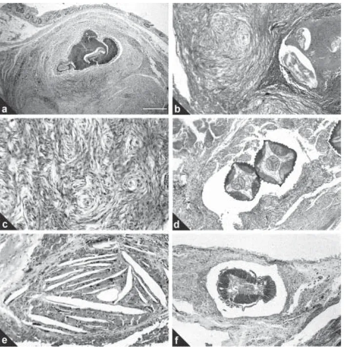 Fig. 2a-f - Micrographs of histological sections of caeca of Phasianus colchicus and Chrysolophus pictus parasitized with Heterakis spp.