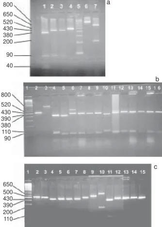 Fig. 4 shows the results of AP-PCR. According to the results of AP-PCR the resistant strains had more than 10