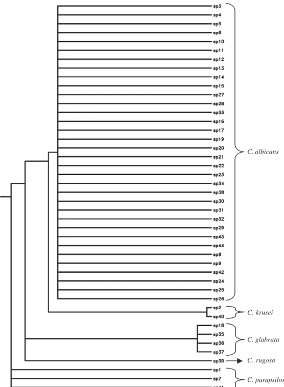 Fig. 5: dendogram of restriction fragment length polymorphism profiles (PHYLIP version 3.5c) of candidal clinical isolates using HaeIII, BfaI, and DdeI  enzymes; C.: Candida