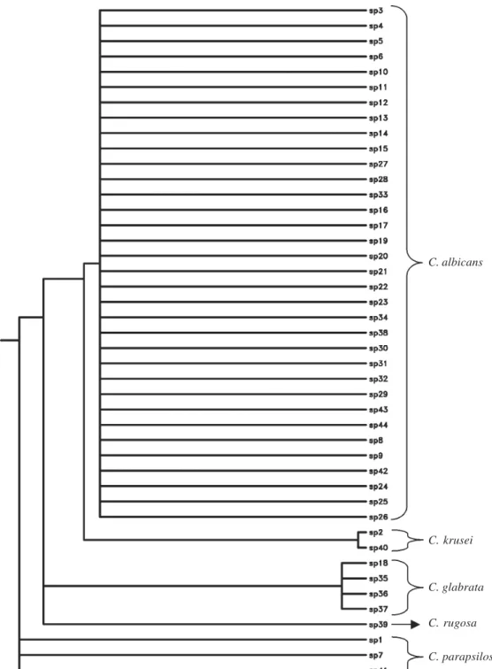 Fig. 5: dendogram of restriction fragment length polymorphism profiles (PHYLIP version 3.5c) of candidal clinical isolates using HaeIII, BfaI, and DdeI  enzymes; C.: Candida