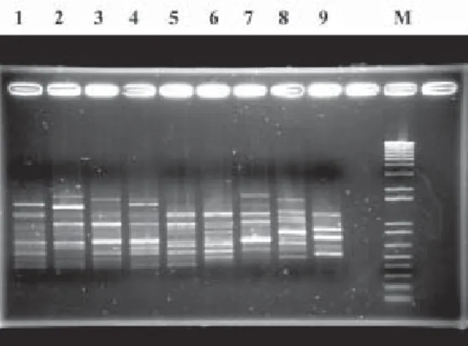 Fig. 1). Table II details the observed banding for all spe- spe-cies. In total, 53 bands were identified, the number of bands per specimens ranged between 11 and 23 (average15.6 ± 2.5)