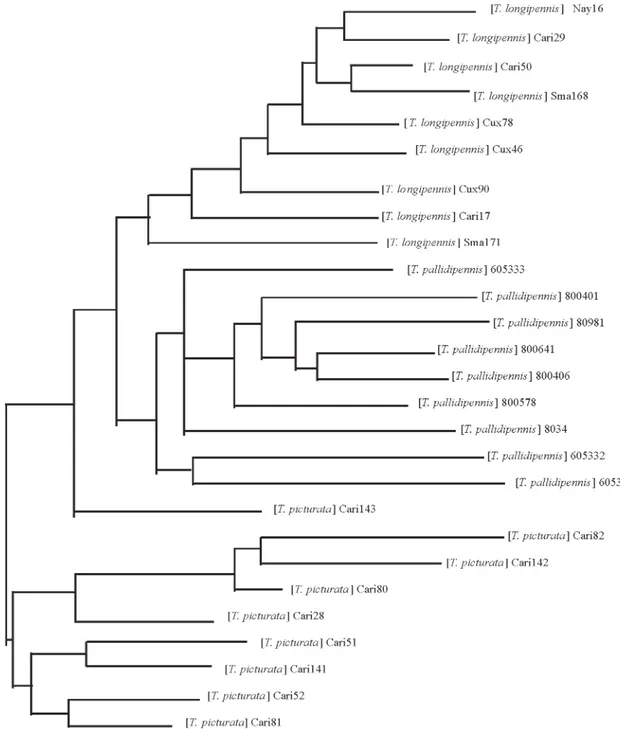 Fig. 2: a Neighbor Joining tree derived from Sneath and Sokal genetic distances between the 27 triatomine samples of three phyllosoma complex species analyzed by random amplification of polymorphic DNA and characterized by the presence/absence of 53 bands