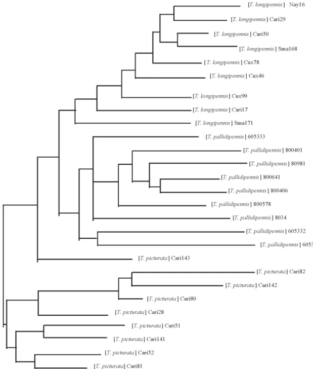 Fig. 2: a Neighbor Joining tree derived from Sneath and Sokal genetic distances between the 27 triatomine samples of three phyllosoma complex species analyzed by random amplification of polymorphic DNA and characterized by the presence/absence of 53 bands