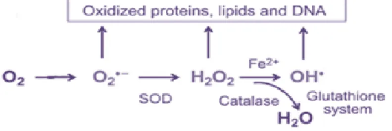 Figure 9: ROS elimination process. 