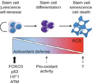 Figure 17: Colonic and rectal cells neoplastic development induced by continuous  ROS exposure