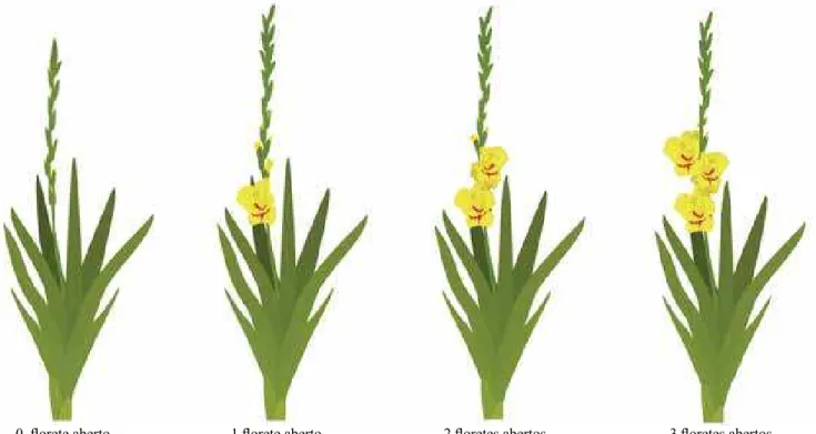 Figura 1.  Floretes abertos em Gladiolus x grandilorus Hort. de acordo com o critério morfológico anteras visíveis ao  observador
