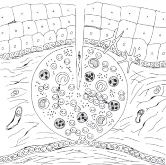 Fig. 2: illustration of phlebotomine feeding and promastigote regurgitation in the dermal blood lake