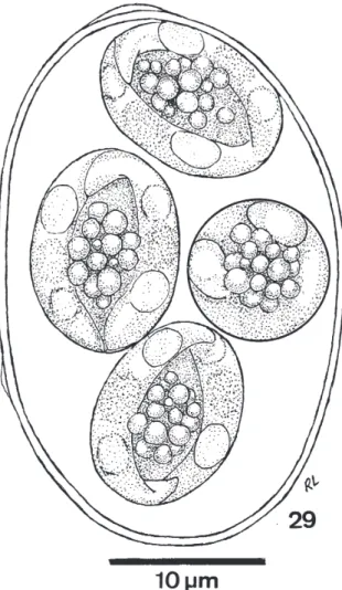Fig. 29: Choleoeimeria amphisbaenae n. sp., of the lizard Amphisbaena alba.  Line-drawing of mature oocyst in the bile: