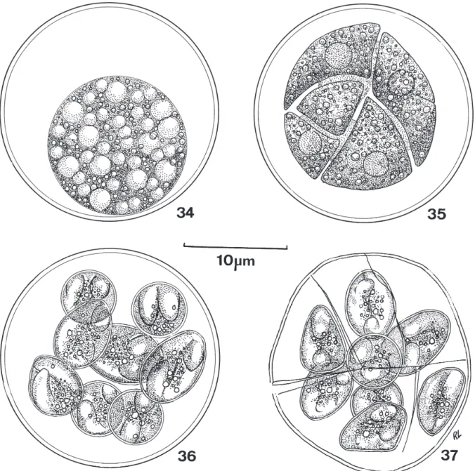 Figs 34-37: line-drawings of an unidentified, multisporocystic oocyst voided in the faeces of the lizard Amphisbaena alba