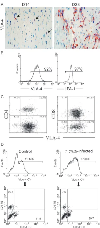Fig. 2: cytofluorimetric evaluation revealed - A: a similar percentage of CD4 +  and CD8 +  T-cells in peripheral blood of animals injected with saline, CFA and CFA-myosin; B: an increased proportion of VLA-4 +  cells in peripheral blood of myosin-immunize