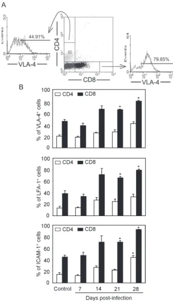 Fig. 4A: flow cytometric analysis of mononuclear cells obtained from peripheral blood of Trypanosoma cruzi-infected mice at 28 dpi showed that most of CD8 +  cells are VLA-4 + , while a minor population of CD4 +  lymphocytes express VLA-4; B: flow cytometr