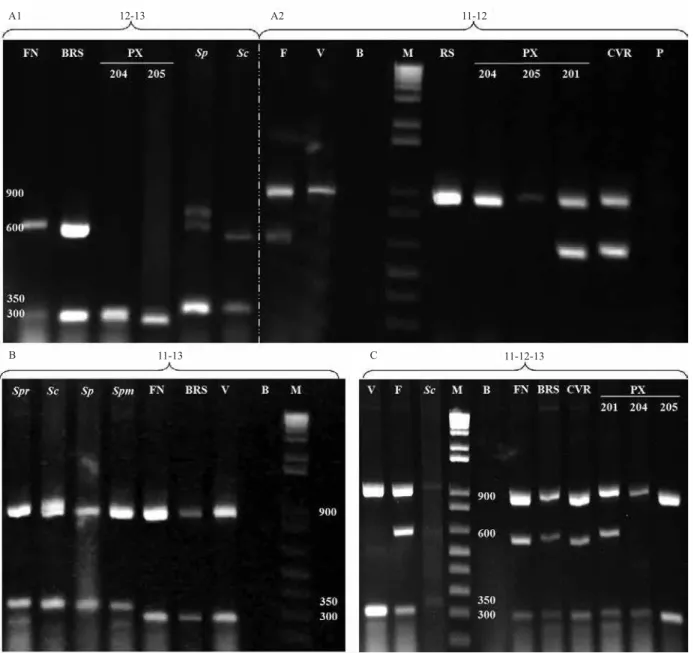 Figura 3.  Perfil polimórfico da amplificação da PCR multiplex – em gel de agarose a 1,5% em solução de TBE –, obtido com  o uso dos iniciadores SSR-67, TFusrr e SSRD-1, em combinações duplas (painéis A1, A2 e B) ou simultaneamente (painel C)