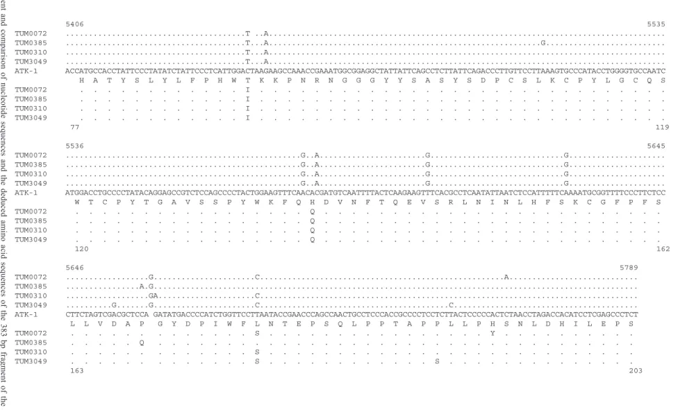 Fig. 3: aligment and comparison of nucleotide sequences and the deduced amino acid sequences of the 383 bp fragment of the  env  gene(nucleotides 5428 to 5811; amino acids 77 to 203 of gp46) from Tumaco strains