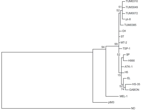 Fig. 4: phylogenetic tree generated by the NJ method with a 383 bp fragment encompassing the amino terminus of gp46 for the four new sequences of human T cell lymphotropic virus type 1 (HTVL-1) strains from Tumaco and for other HTLV-1 sequences from isolat