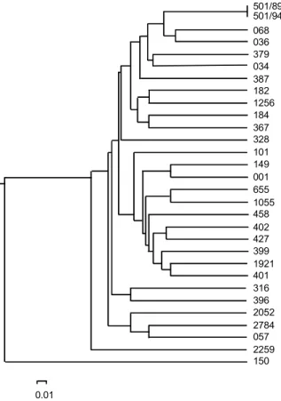Fig. 2: phenogram of 30 Trypanosoma cruzi strains, constructed by UPGMA method using the genetic distance matrix obtained from randomly amplified polymorphic DNA data by an average of three different arbitrary primers