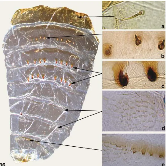 Fig. 36: dorsal view of abdomen of pupa of Simulium bifenestratum n. sp. (Diptera: Simuliidae)