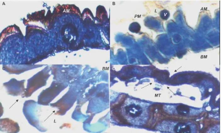 Fig. 3: hispathological effects of the Cry11Bb toxin Bacillus thuringiensis subsp. medellin in mosquito larvae after 2 h of exposure to the Cry11Bb toxin