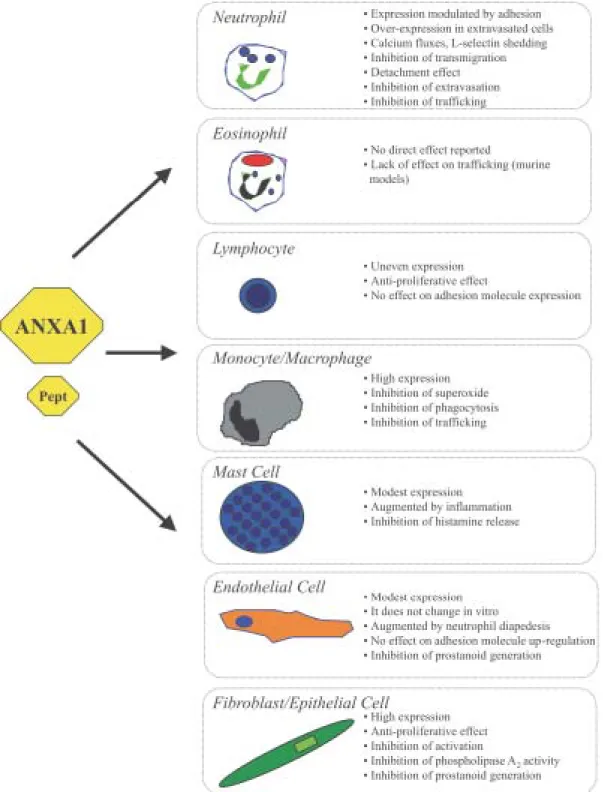 Fig. 2: annexin 1 biology and inflammatory cells.   Brief summary of selected biological effects reported for ANXA1 and/or is bioactive peptides on cells relevant to the inflammatory reaction