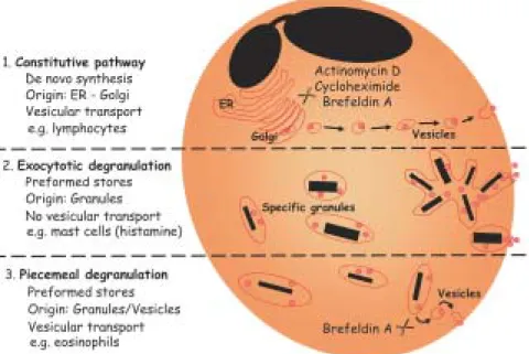 Fig. 1: eosinophil pathways of cytokine secretion