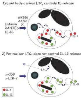 Fig. 3: LTC 4 -driven cytokine differential release depends on LTC 4 site of synthesis.
