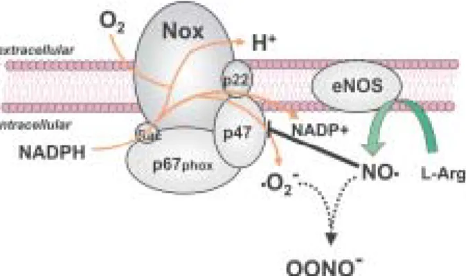 Fig. 4: interactions of nitric oxide (NO) with NADPH oxidase in vascular cells.  NO produced by eNOS not only reacts with  superox-ide (lO 2 - ) to produce the reactive species peroxynitrite (OONO-), but it also may act to suppress NADPH oxidase activation