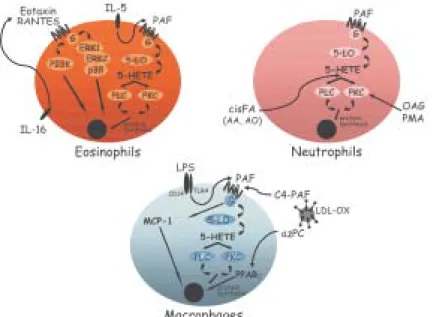 Fig. 2: lipid body formation is a cell and stimulus specific, highly regulated phenomenon