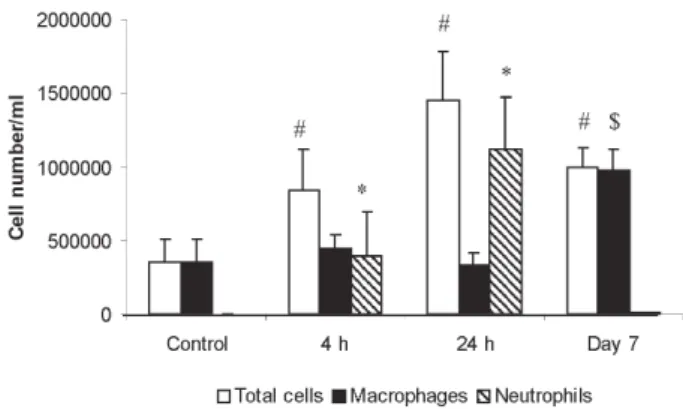 Fig. 1: time course of inflammatory cell recruitment (neutrophils and macrophages) in bronchoalveolar lavage fluid of mice instilled with rhMMP-12 (8x10 -3 U/mouse) during the early phase (4 h and 18 h) and during the late phase (day 7)