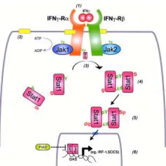 Fig. 1: schematic representation of cytokine induced Jak-Stat sig- sig-nal transduction using interferon-gamma as an example