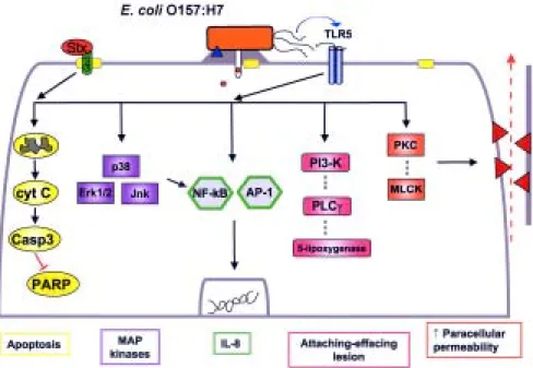 Fig. 2: host signal transduction pathways affected by enterohemorrhagic Escherichia coli infection