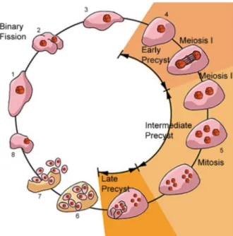 Fig. 1 shows a schematic view of the life cycle of P.