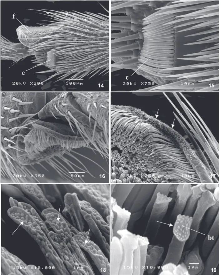 Fig. 14: the apex of the tibia: the ctenidium (c) and the spongy fossette (f). Fig. 15: ctenidium (c)