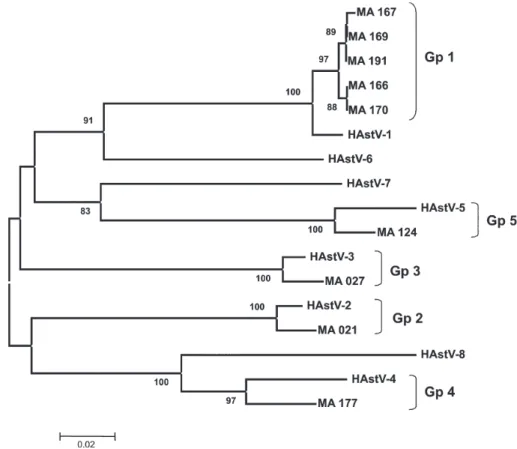 Fig. 1: phylogenetic tree of a 348-bp ORF2 region of human astrovirus (HAstV) strains from São Luís, Maranhão, from June 1997 to July 1999 and standard HAstV strains (HAstV-1 to HAstV-8) isolated in the United Kingdom