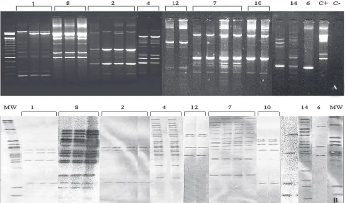 Fig. 1:  Mycobacterium avium double repetitive elements-polymerase chain reaction (MaDRE-PCR) (A) and IS1245-restriction fragment lenght polymorphism (B) identical patterns of M