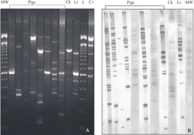 Fig. 3: Mycobacterium avium double repetitive elements-polymerase chain reaction  (MaDRE-PCR) (A) and IS1245-restriction fragment length polymorphism (B) patterns isolates from pigs, chicken (Ck), and lettuce (Lt)