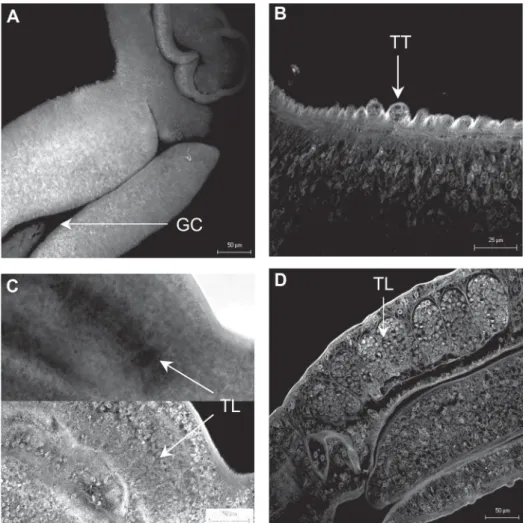 Fig. 1: confocal scanning laser microscope images of whole-mount preparations of male Schistosoma mansoni stained with hydrochloric carmine