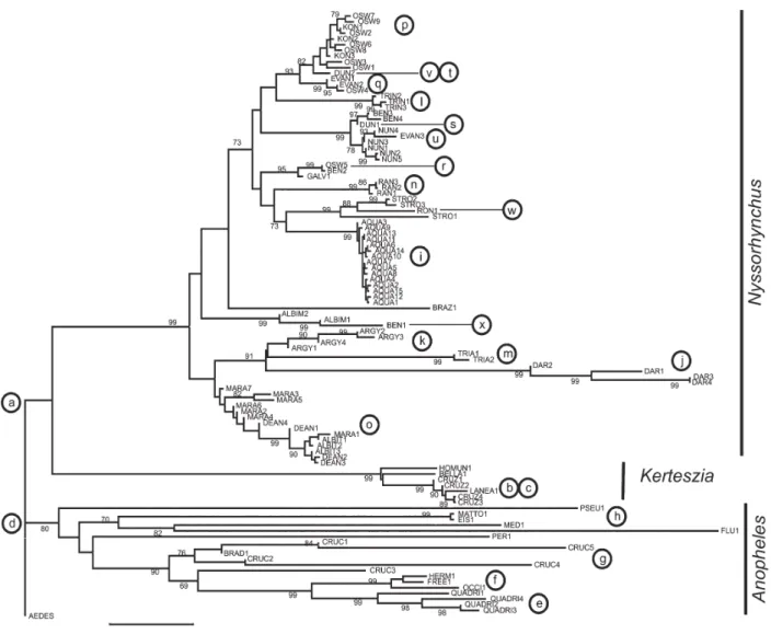 Fig. 1: Neighbor-Joining bootstrap tree based on the second internal transcribed spacer (ITS2) of the nuclear ribosomal DNA genes from Latin American Anopheles mosquitoes