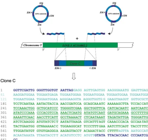 Fig. 3: schematic representation of Trypanosoma cruzi kDNA minicircle sequences integration in human LINE-1 retrotransposon.