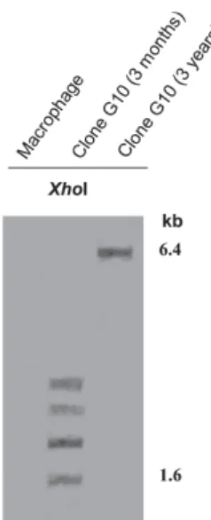 Fig. 4: alterations in localization associated with mobilization of a chimeric minicircle-LINE-1 sequence