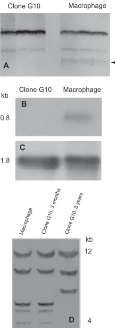 Fig. 5: transcript modification based on minicircle mobilization. A: