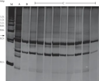 Fig. 4: polyacrylamide gel electrophoresis demonstrates heritance pat- pat-tern of OPA-02 random amplified polymorphic product from parental F 1 resistant phenotype snail (lane A) to nine individuals of F 2  offspring individual snails (lanes C)