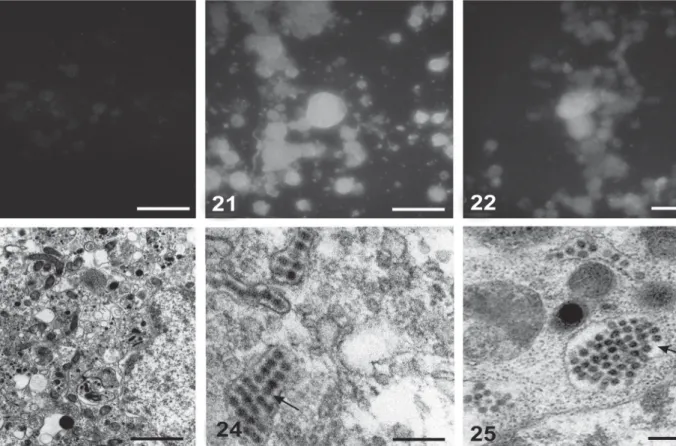 Fig. 21:  positive control. Fig. 22: monolayer infected with the macerate of hepatic tissue supernatant