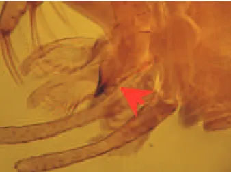 Fig. 1: Lutzomyia (Psychodopygus) amazonensis. Arrow showing the lateral-inferior dilation in aedeagus in the shape of “cheeks”.