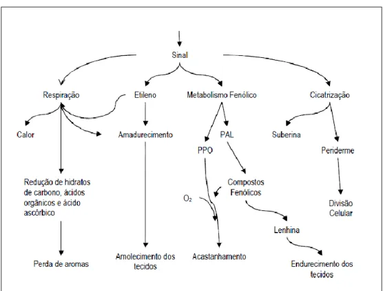 Figura 4: Inter-relação entre as respostas do tecido vegetal ao ferimento (PAL – fenilalanina  amónia liase; PPO – polifenoloxidase)