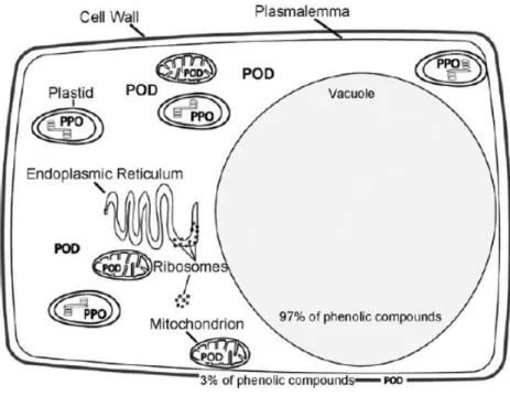 Figura 15: Localização interna e externa de compostos fenólicos e das enzimas PPO e POD numa  célula vegetal típica