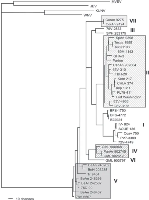 Fig. 2: the single tree identified by maximum likelihood analysis of 40 envelope sequences of St