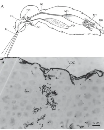 Fig. 1: Aedes aegypti alimentary canal. A: general mosquito alimen- alimen-tary canal: dorsal diverticulum (DD), foregut (FG), hindgut (HG), midgut (MD), Malpighian tubules (MT), esophagus (ES), proboscis (Pr), salivary glands (SG), and ventral diverticulu