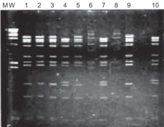 Fig. 1: restriction profiles of adenoviruses isolated after digestion with Sma I. MW: molecular weight marker