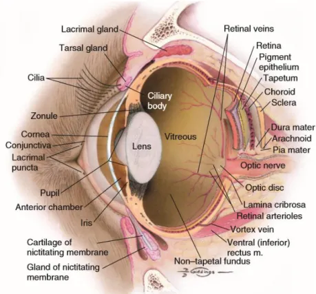 Figura 1: Estruturas internas do olho do cão (Maggs, et al., 2013). 