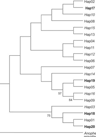Fig. 4: maximum parsimony tree showing the phylogenetic relationships among Anopheles darlingi ND4 haplotypes found in Rondônia.